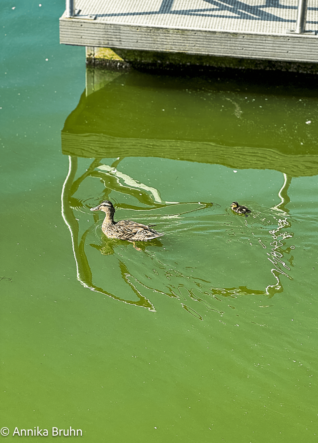 Entenmama mit einem Küken auf der Schlei am Hafen